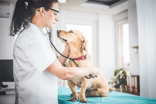 Wie ein Tierarzt bei der Gesundheitsvorsorge für Ihr Haustier hilft