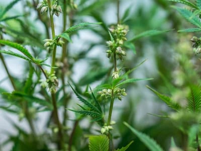 Wie du seltene Marihuanasamen bei Cannapot findest