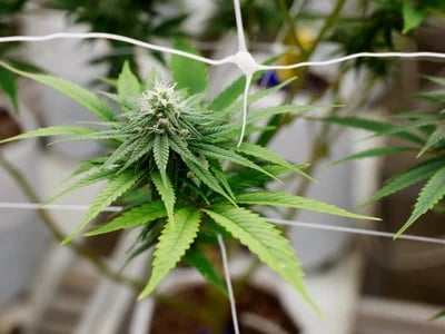 Die besten Sorten für Anfänger – Cannabissamen kaufen legal in Deutschland