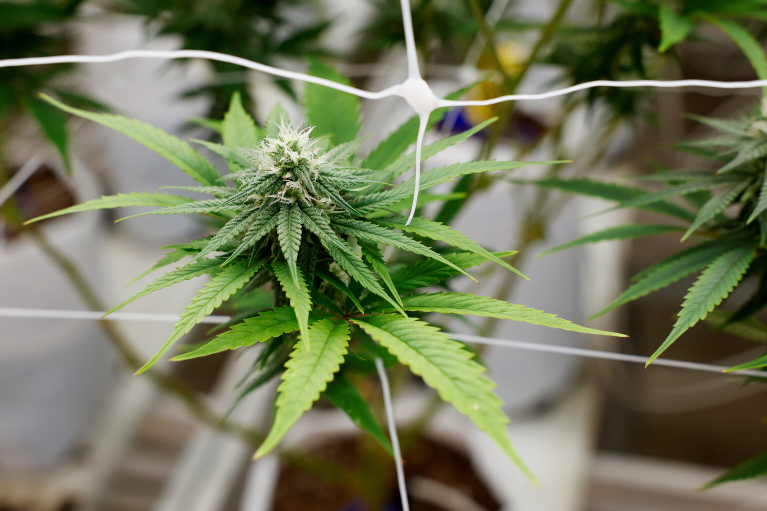 Die besten Sorten für Anfänger – Cannabissamen kaufen legal in Deutschland