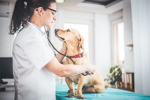 Wie ein Tierarzt bei der Gesundheitsvorsorge für Ihr Haustier hilft