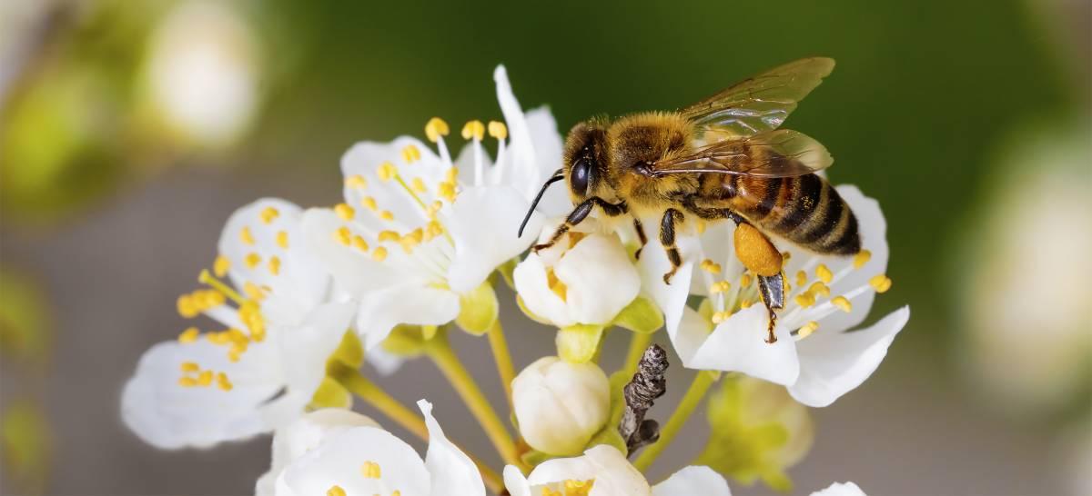 Die Geschichte von Forever Living – Ein Erfolg weltweit