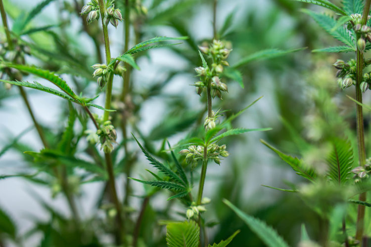 Wie du seltene Marihuanasamen bei Cannapot findest