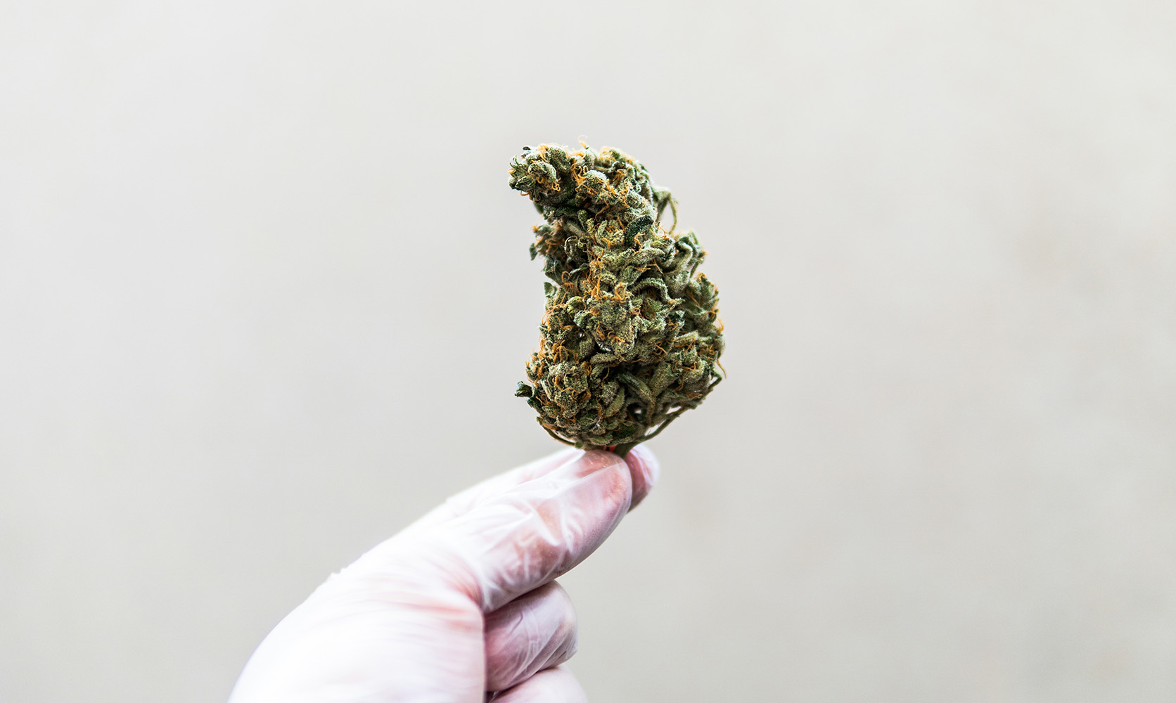 Wie du seltene Marihuanasamen bei Cannapot findest