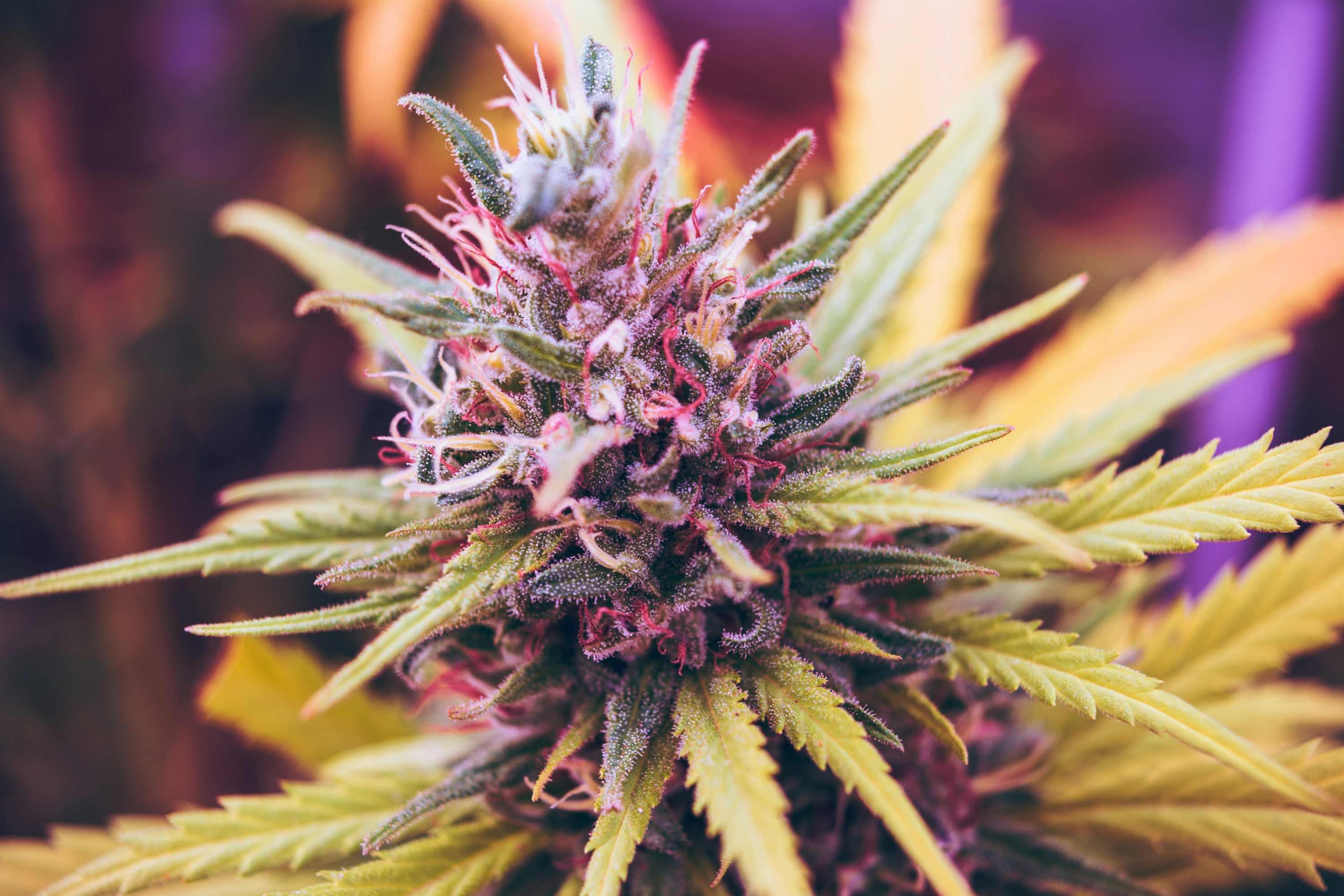 Die besten Sorten für Anfänger – Cannabissamen kaufen legal in Deutschland